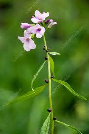 Attēlu rezultāti vaicājumam “Cardamine bulbifera leaf”