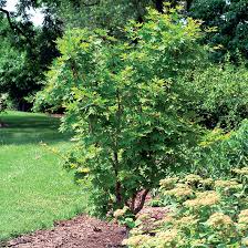 Attēlu rezultāti vaicājumam “Acer pseudosieboldianum”