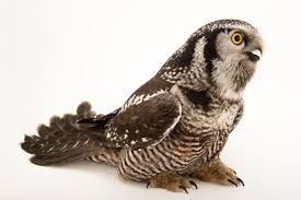 Image result for Surnia ulula