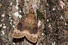 Attēlu rezultāti vaicājumam “Amphipyra perflua”