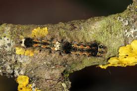 Attēlu rezultāti vaicājumam “Eilema sororcula”