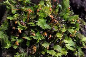 Attēlu rezultāti vaicājumam “Fissidens bryoides”