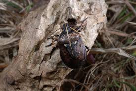 Attēlu rezultāti vaicājumam “Jalla dumosa”