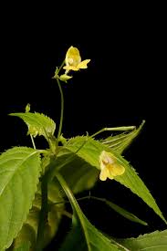 Attēlu rezultāti vaicājumam “Impatiens parviflora leaf”