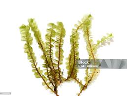 Attēlu rezultāti vaicājumam “Plagiochila porelloides sporophyte”