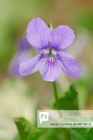 Attēlu rezultāti vaicājumam “Viola reichenbachiana”