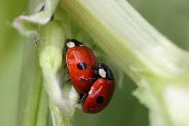 Attēlu rezultāti vaicājumam “Adalia bipunctata”