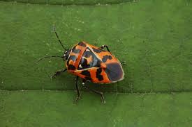 Attēlu rezultāti vaicājumam “Pentatomidae”