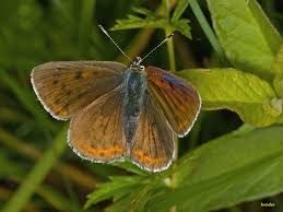 Attēlu rezultāti vaicājumam “Lycaena alciphron female”
