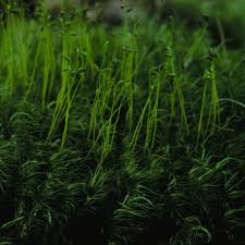 Attēlu rezultāti vaicājumam “Dicranum flagellare”