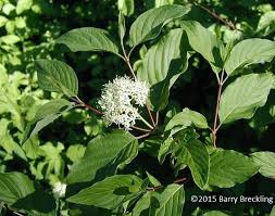 Attēlu rezultāti vaicājumam “Cornus sericea”