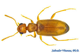 Attēlu rezultāti vaicājumam “Anthicidae”