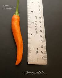 Afbeeldingsresultaat voor thai yellow hot pepper