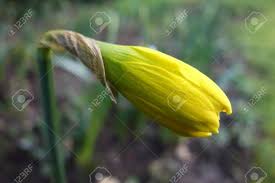 Attēlu rezultāti vaicājumam “Narcissus bud”