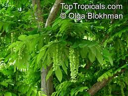 Attēlu rezultāti vaicājumam “Pterocarya fraxinifolia flower”