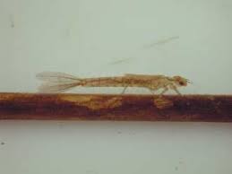 Attēlu rezultāti vaicājumam “Coenagrion puella”