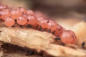 Attēlu rezultāti vaicājumam “Enerthenema papillatum young”