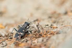 Attēlu rezultāti vaicājumam “Cicindela sylvatica”