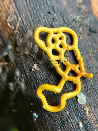 Attēlu rezultāti vaicājumam “Physarum diderma”