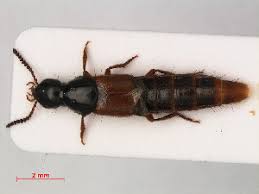 Attēlu rezultāti vaicājumam “Quedius dilatatus”