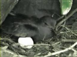 Image result for Oceanodroma monorhis