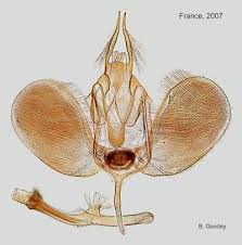 Attēlu rezultāti vaicājumam “Ypsolophidae”