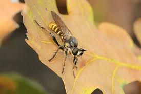 Attēlu rezultāti vaicājumam “Choerades sp.”