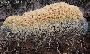 Attēlu rezultāti vaicājumam “Fuligo gyrosa”