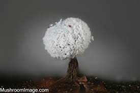 Attēlu rezultāti vaicājumam “Didymium xanthopus spores”