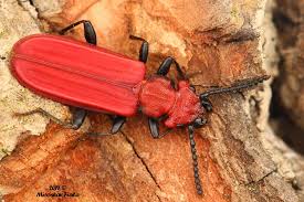 Attēlu rezultāti vaicājumam “Cucujidae”