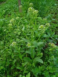 Attēlu rezultāti vaicājumam “Thlaspi arvense”