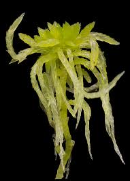 Attēlu rezultāti vaicājumam “Sphagnum fimbriatum”