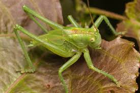 Attēlu rezultāti vaicājumam “Tettigonia cantans”