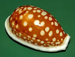 Attēlu rezultāti vaicājumam “Cribraria oregana macro”