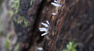 Attēlu rezultāti vaicājumam “Symphytocarpus trechisporus young”