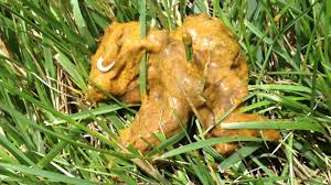 Image result for cestoda excrement dog