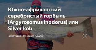 Image result for Argyrosomus inodorus