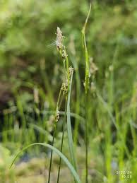 Attēlu rezultāti vaicājumam “Carex globularis”
