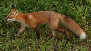 Attēlu rezultāti vaicājumam “Vulpes vulpes”