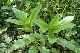 Attēlu rezultāti vaicājumam “Scrophularia umbrosa”