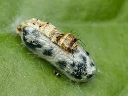 Attēlu rezultāti vaicājumam “Ichneumonidae cocoon”