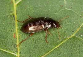 Attēlu rezultāti vaicājumam “Amara sp.”