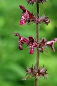 Attēlu rezultāti vaicājumam “Stachys sylvatica flower”