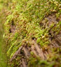 Attēlu rezultāti vaicājumam “Nowellia curvifolia”