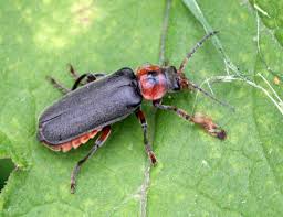 Attēlu rezultāti vaicājumam “Cantharis rustica imago”