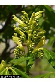 Attēlu rezultāti vaicājumam “Aesculus flava”