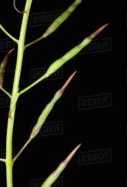 Attēlu rezultāti vaicājumam “Brassica napus fruit”