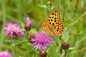 Attēlu rezultāti vaicājumam “Argynnis laodice male”