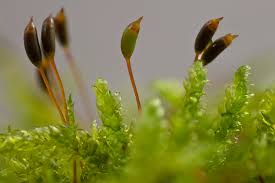 Attēlu rezultāti vaicājumam “Brachythecium rutabulum sporophyte”