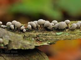 Attēlu rezultāti vaicājumam “Phleogena faginea young”